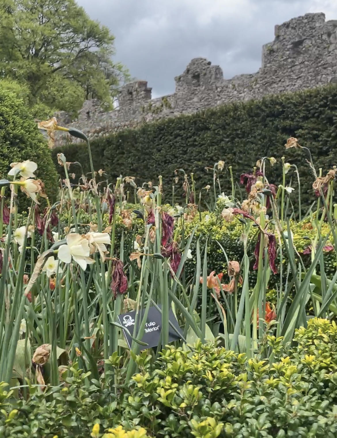 Poison Garden at Blarney Castle in Cork, Ireland