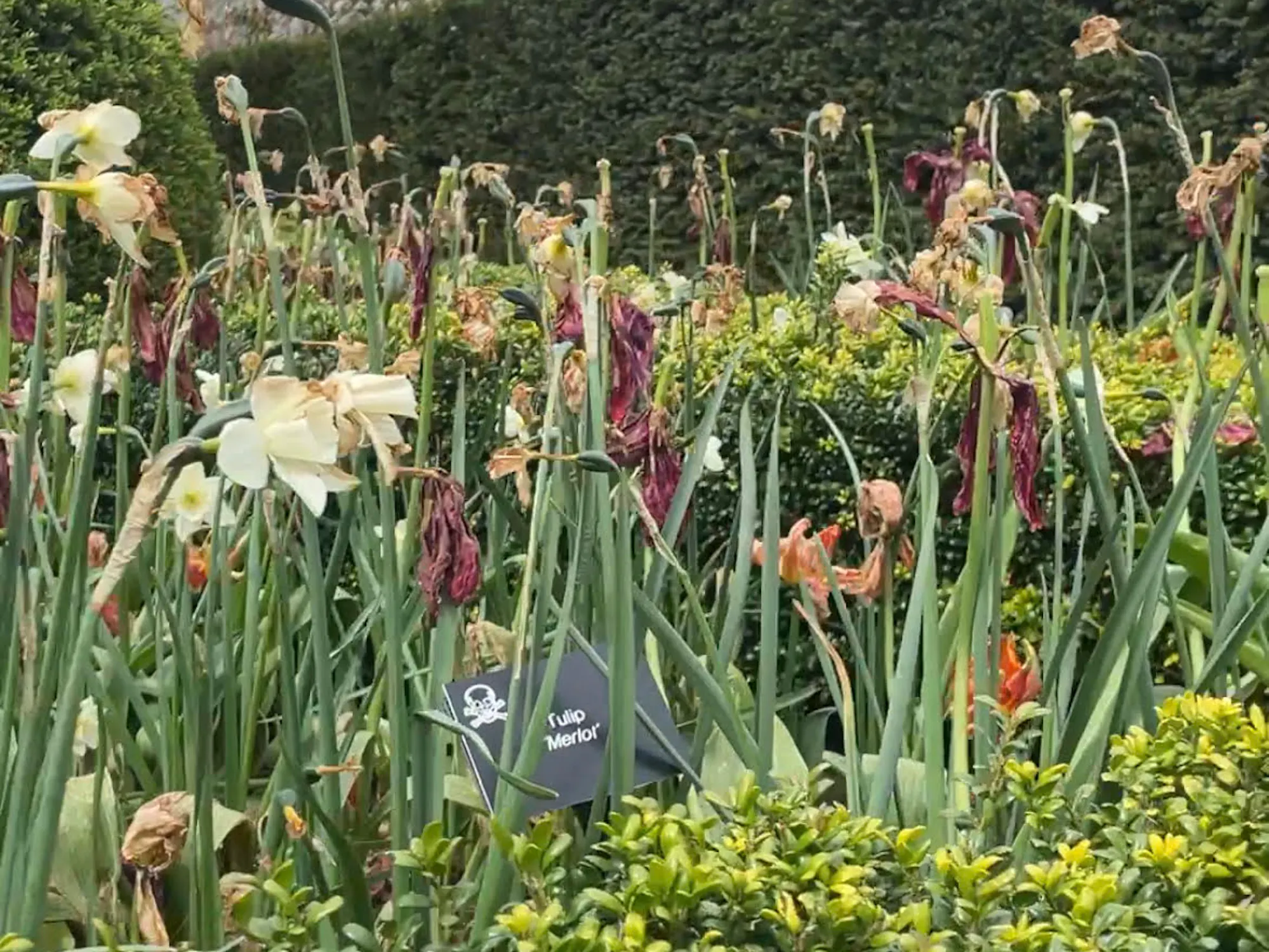 Poison Garden at Blarney Castle in Cork, Ireland