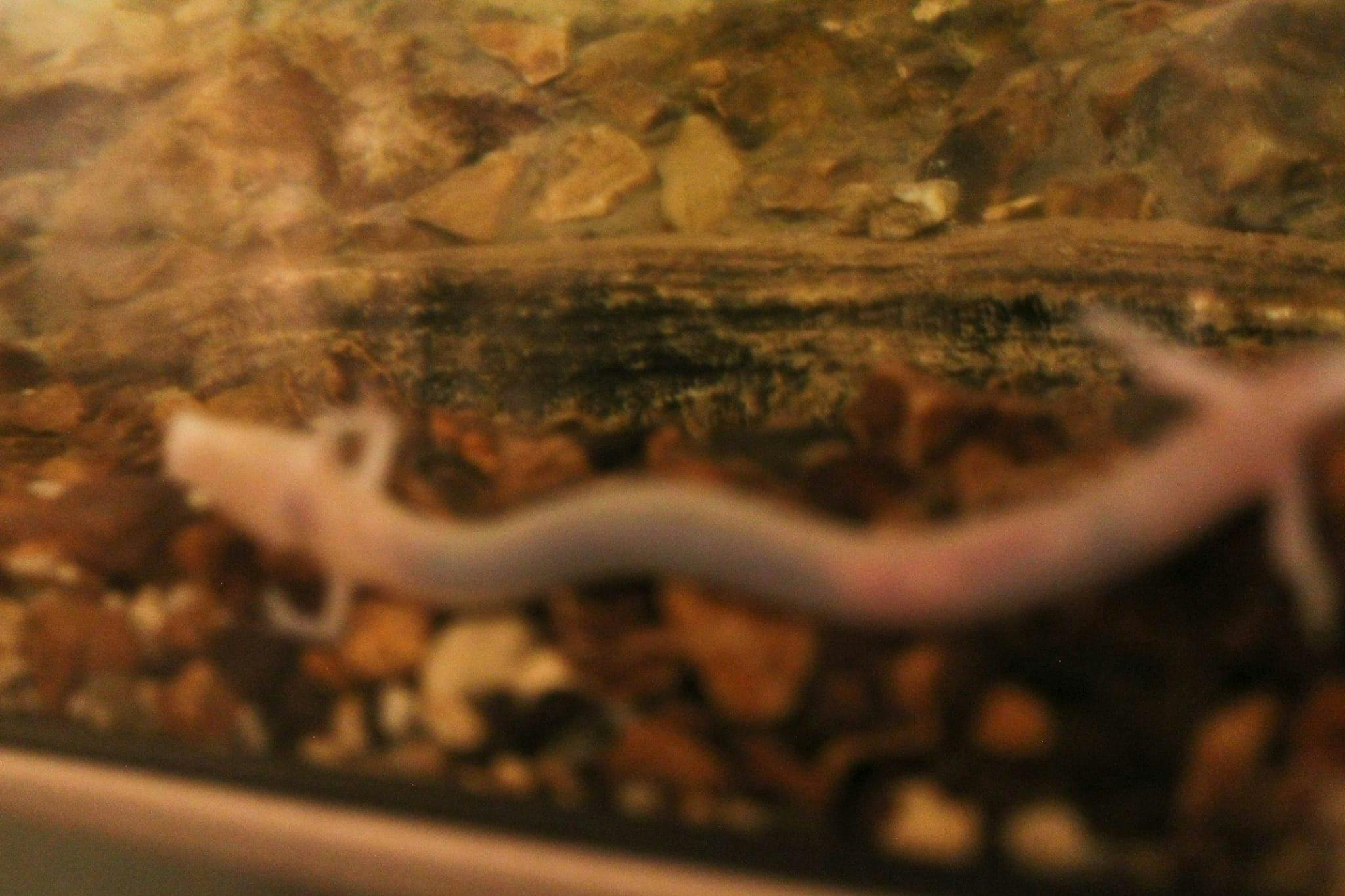 cave amphibian known as the "human fish"