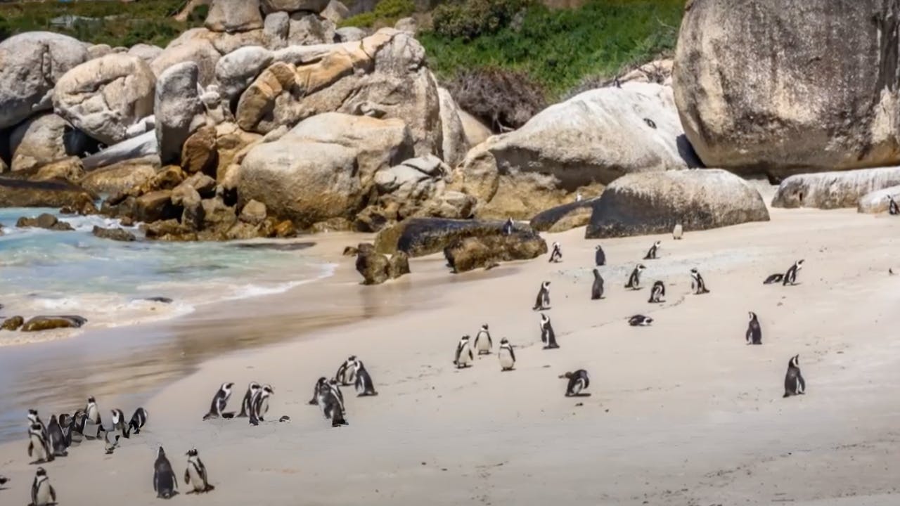 Boulders Beach