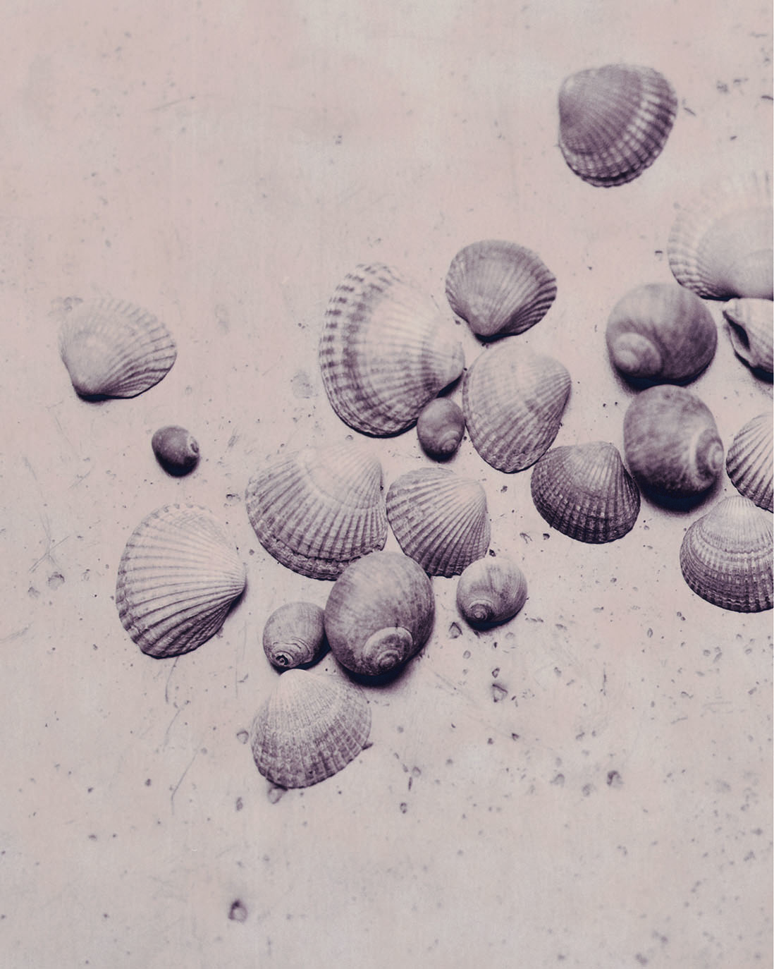 Thumbnail of Shells