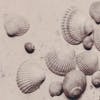 Thumbnail of Shells