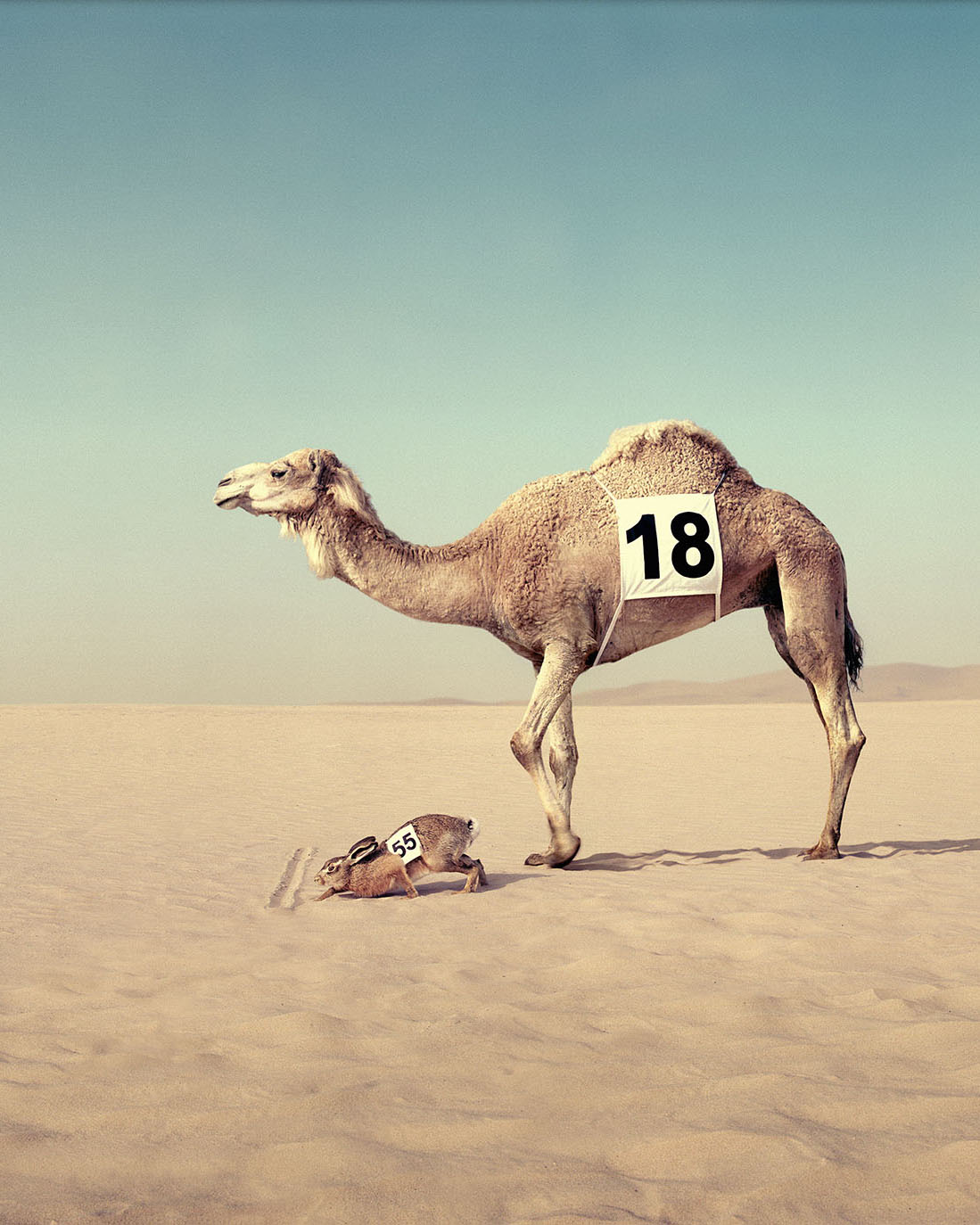 Thumbnail of Camel DDB Robeco