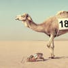 Thumbnail of Camel DDB Robeco