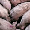 Thumbnail of Pigs Eigen Fabrikaat Exact