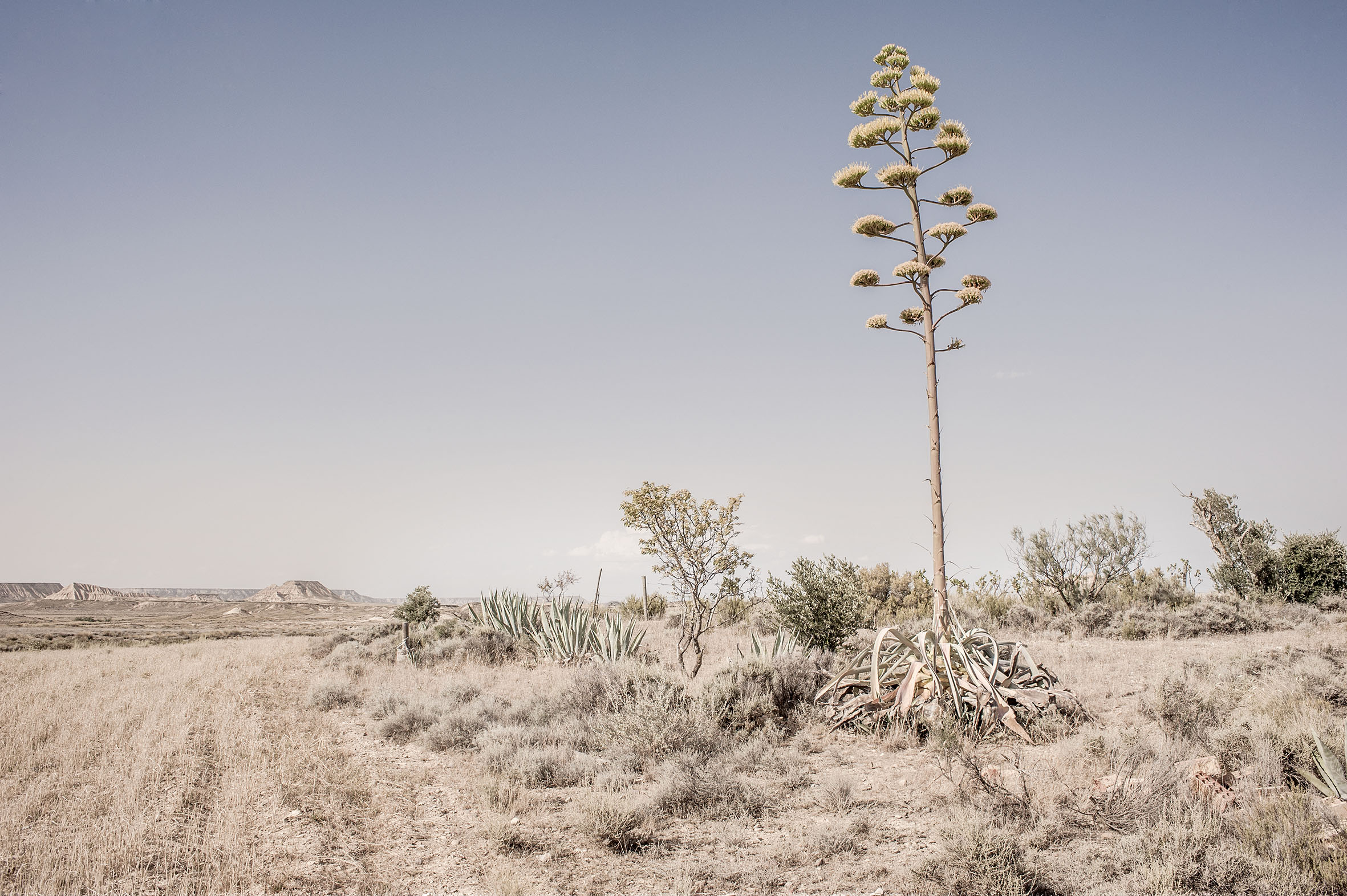 Thumbnail of Agave Navarra