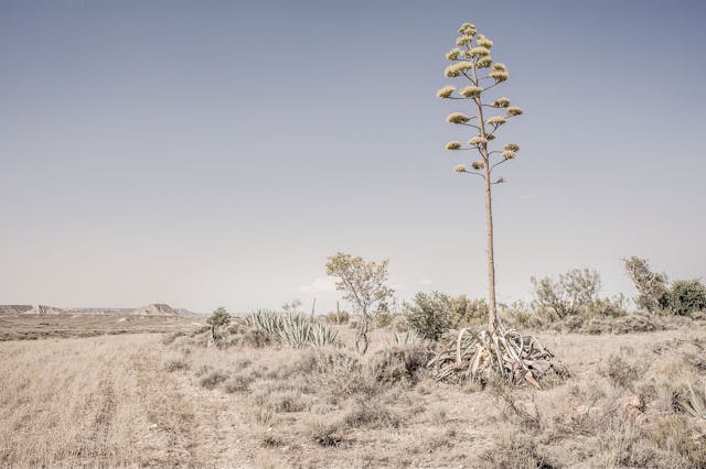 Agave Navarra