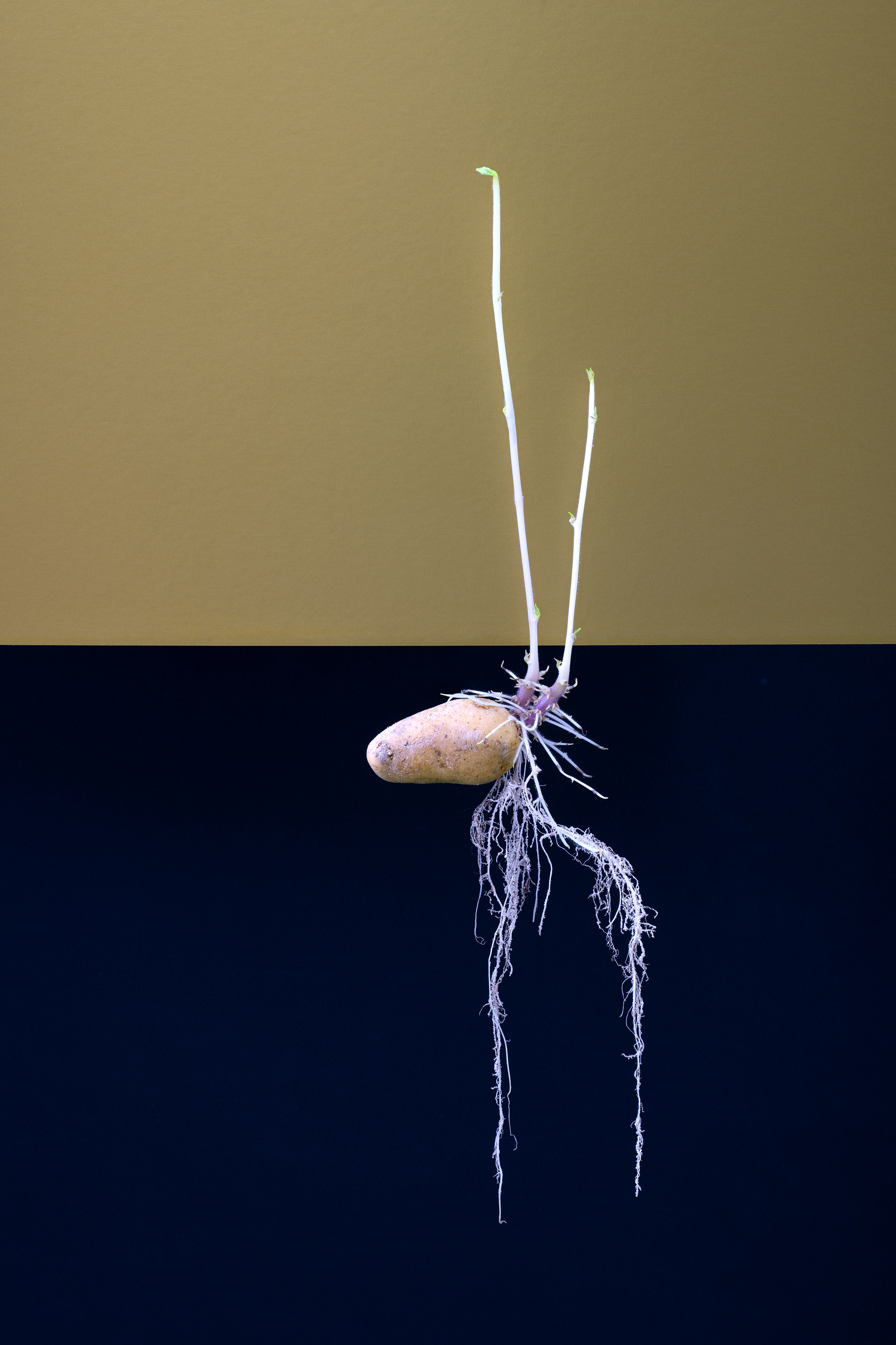 Thumbnail of patato before AI