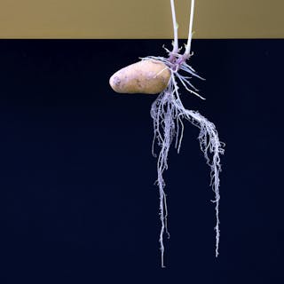 Thumbnail of patato before AI