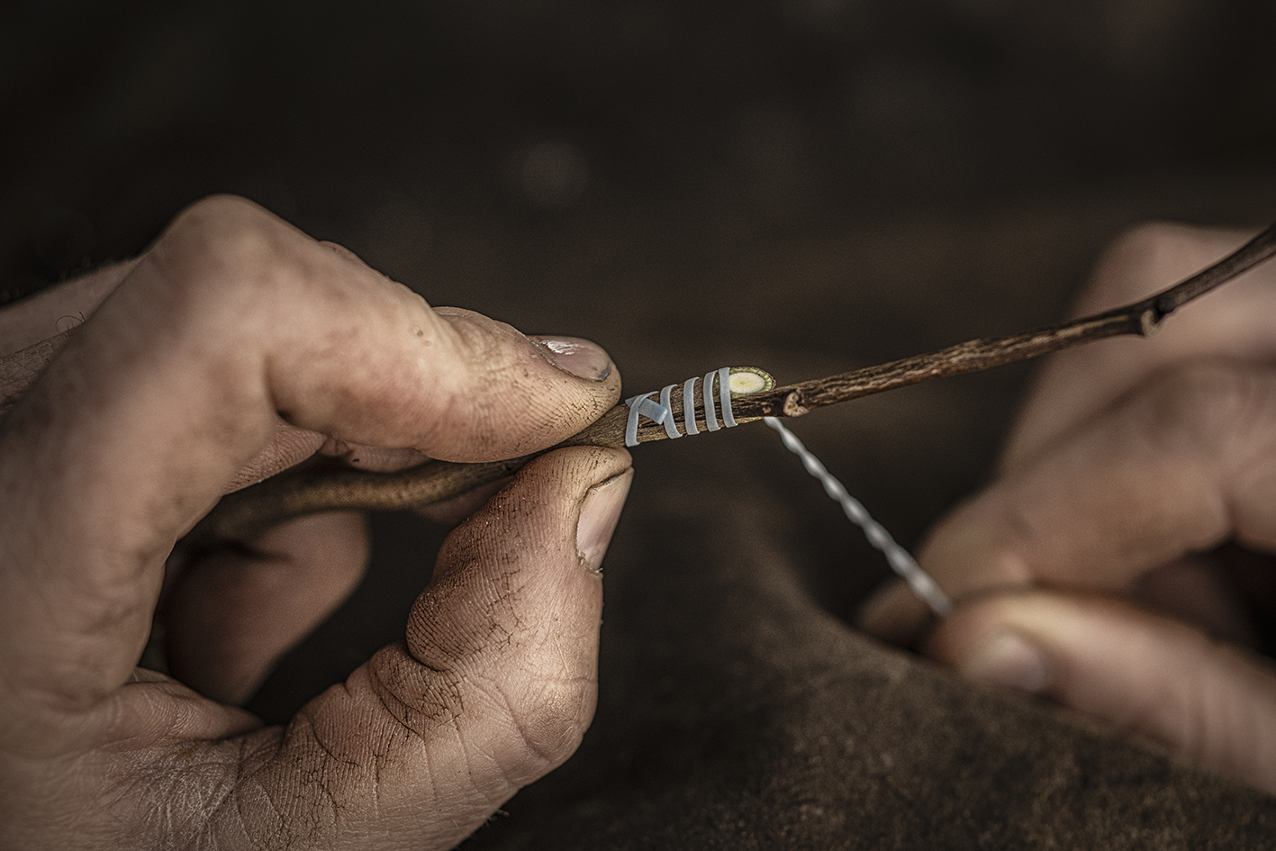 Thumbnail of Grafting4 BoomkwekerijSchalk