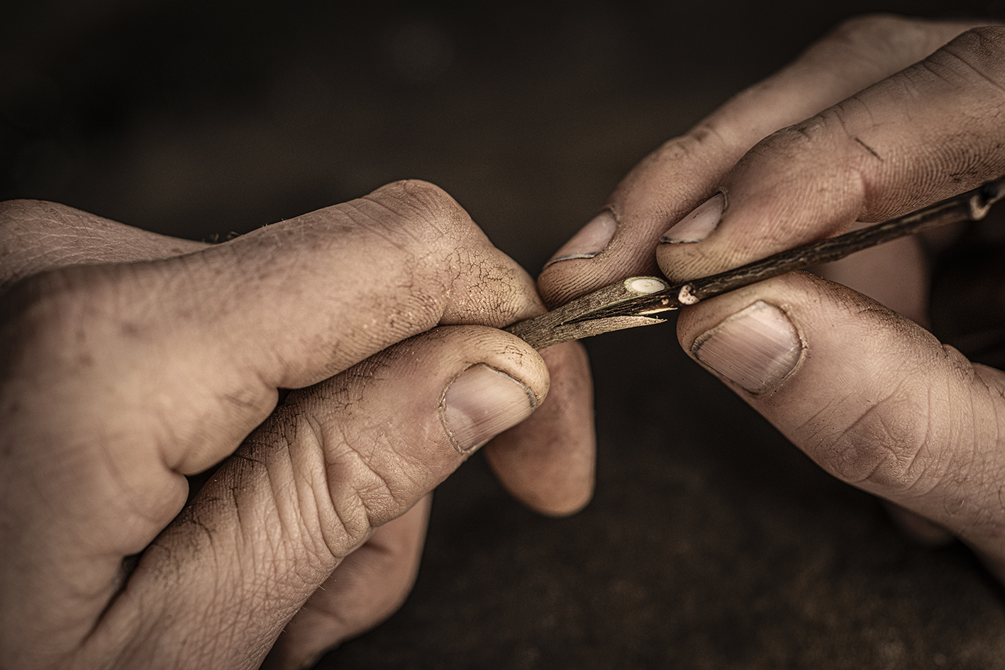 Thumbnail of Grafting3 BoomkwekerijSchalk