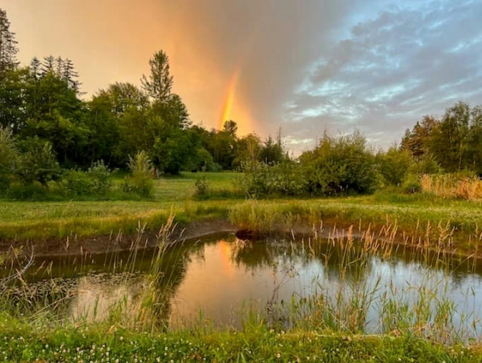 Sunset sweeps color across the sky over a reflective pond surrounded by plants