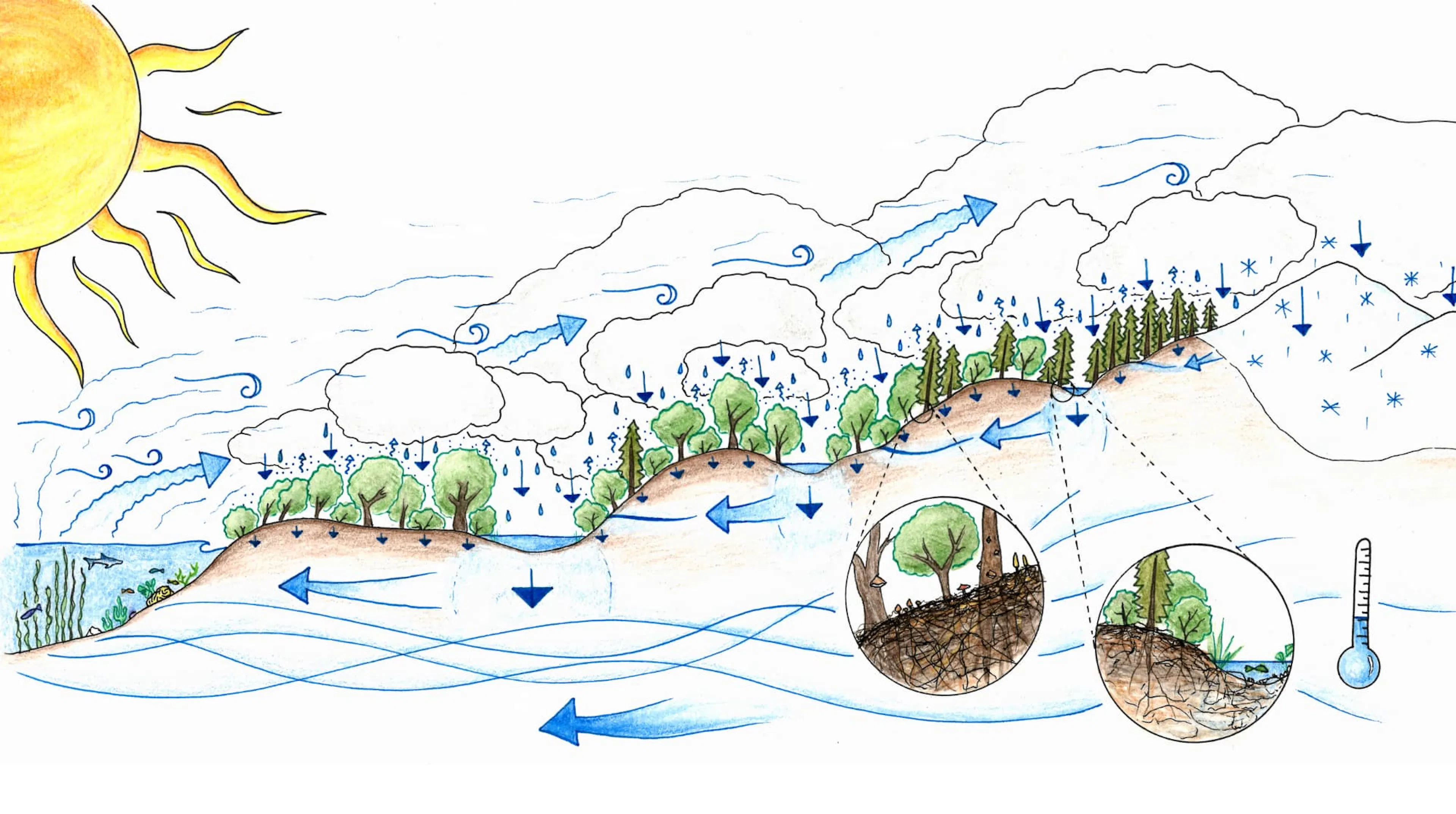 Diagram of the full water cycle