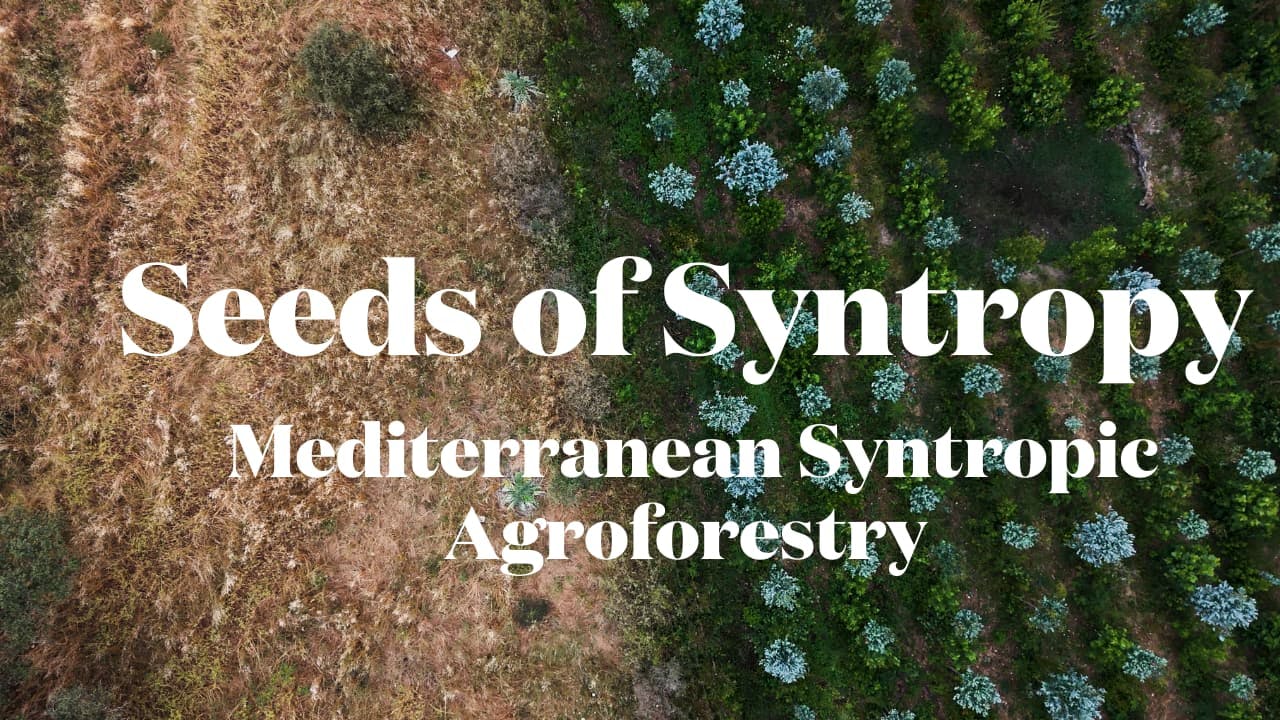 Seeds of Syntropy - Mediterranean Syntropic Agriculture