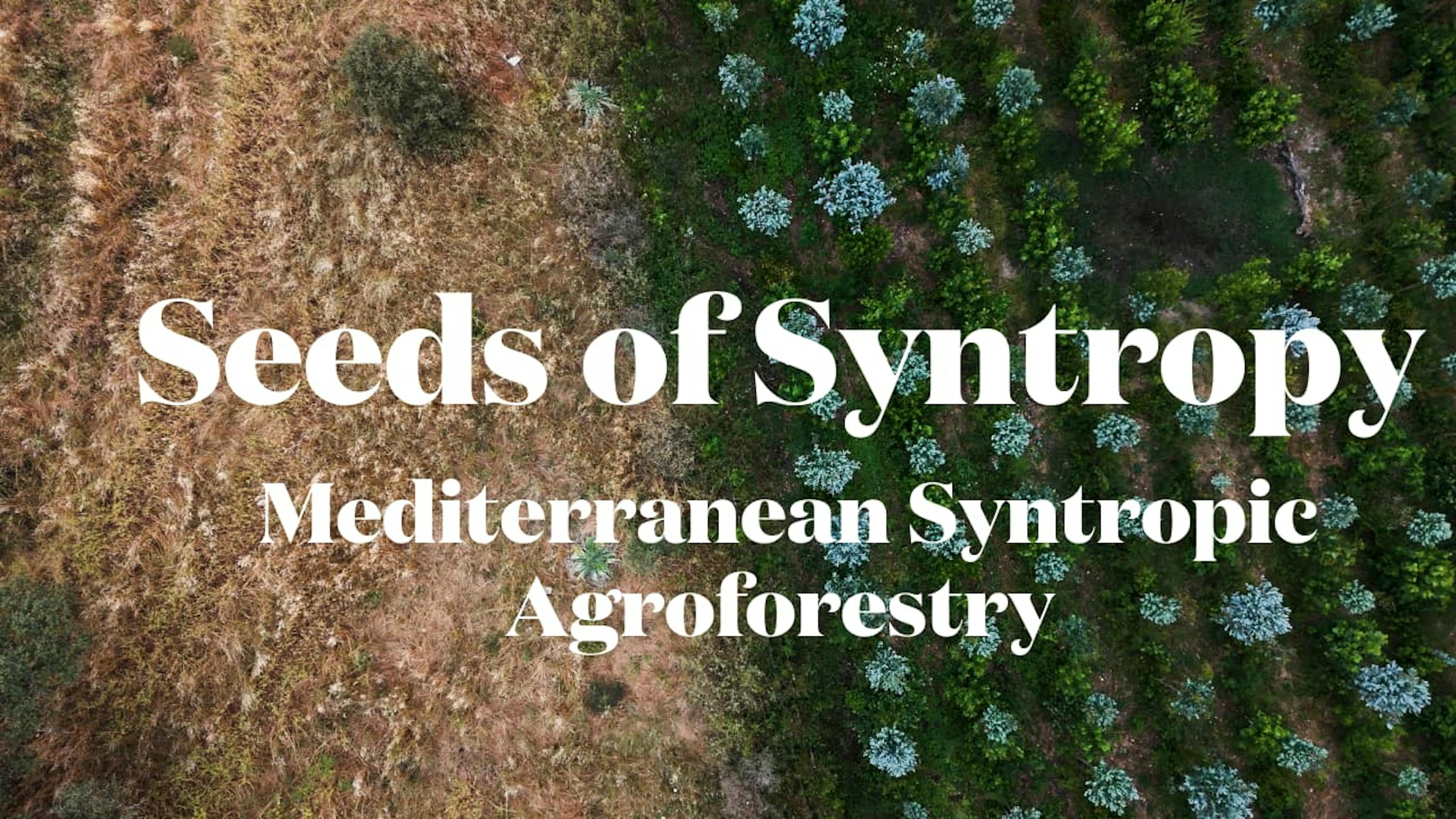 Seeds of Syntropy - Mediterranean Syntropic Agriculture