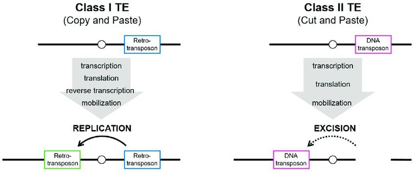 Class I transposons