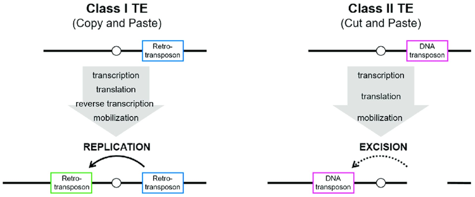 Class I transposons