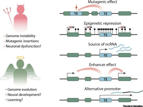 Potential roles of transposons