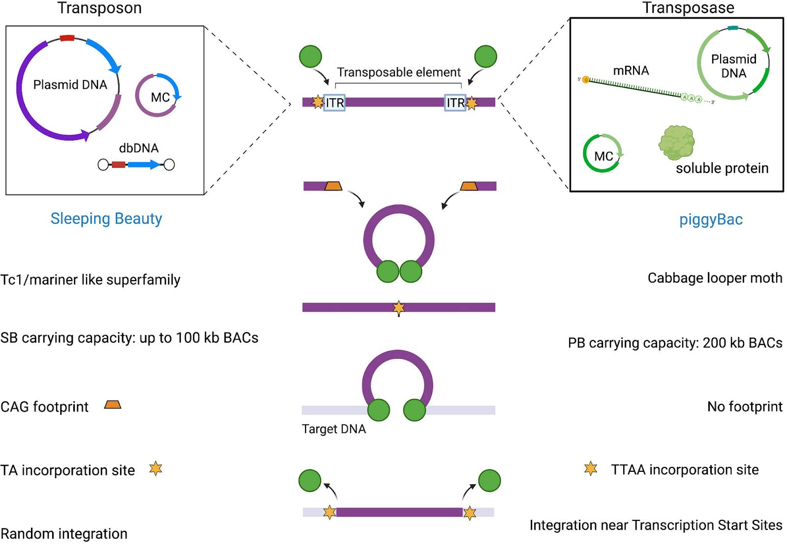 Mechanism of Sleeping Beauty and piggyBac transposon systems