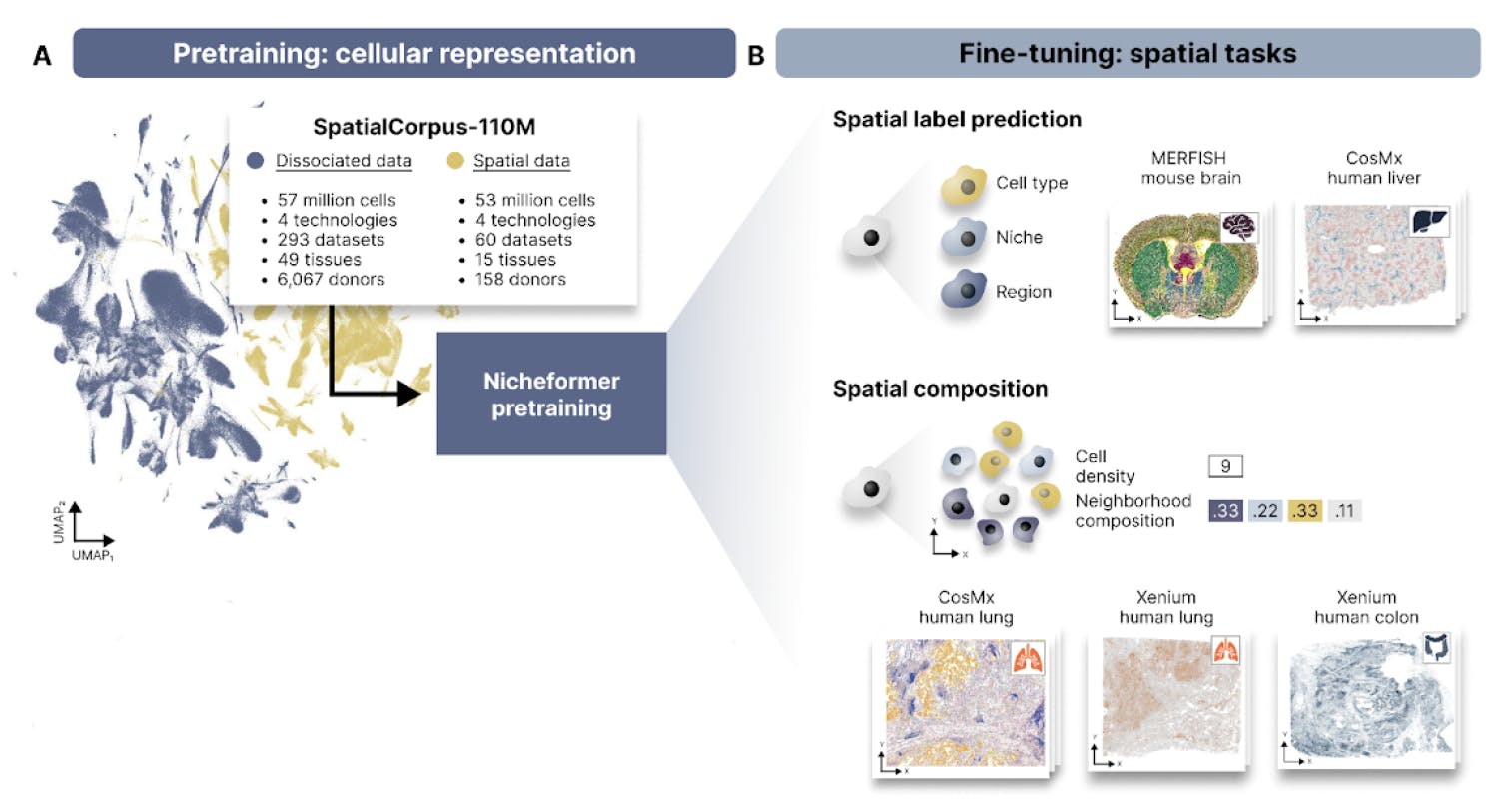 Nicheformer pre-training