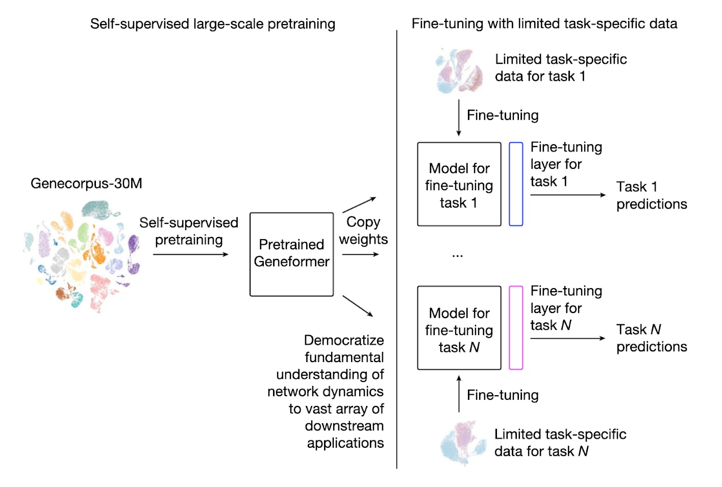 Geneformer pre-training