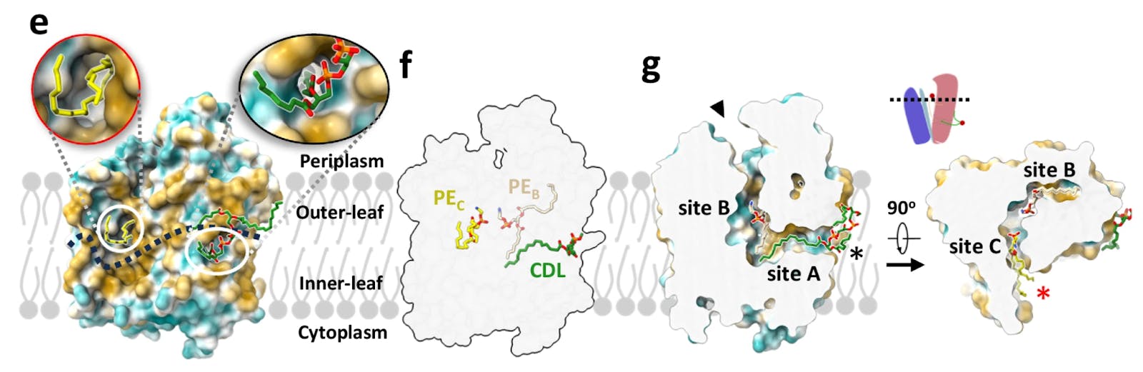AlphaFold-predicted structure