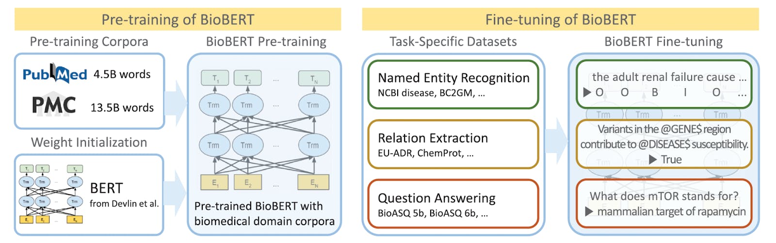 BioBERT pre-training