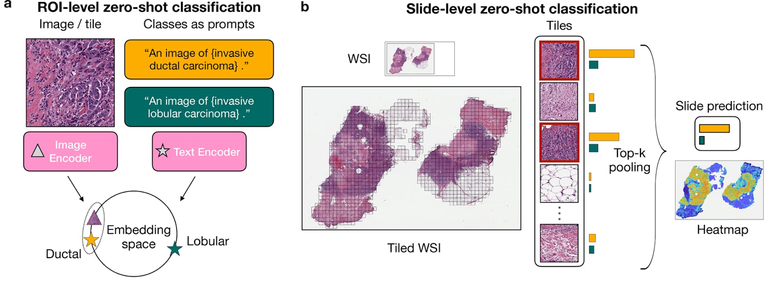 CONCH-enabled classification