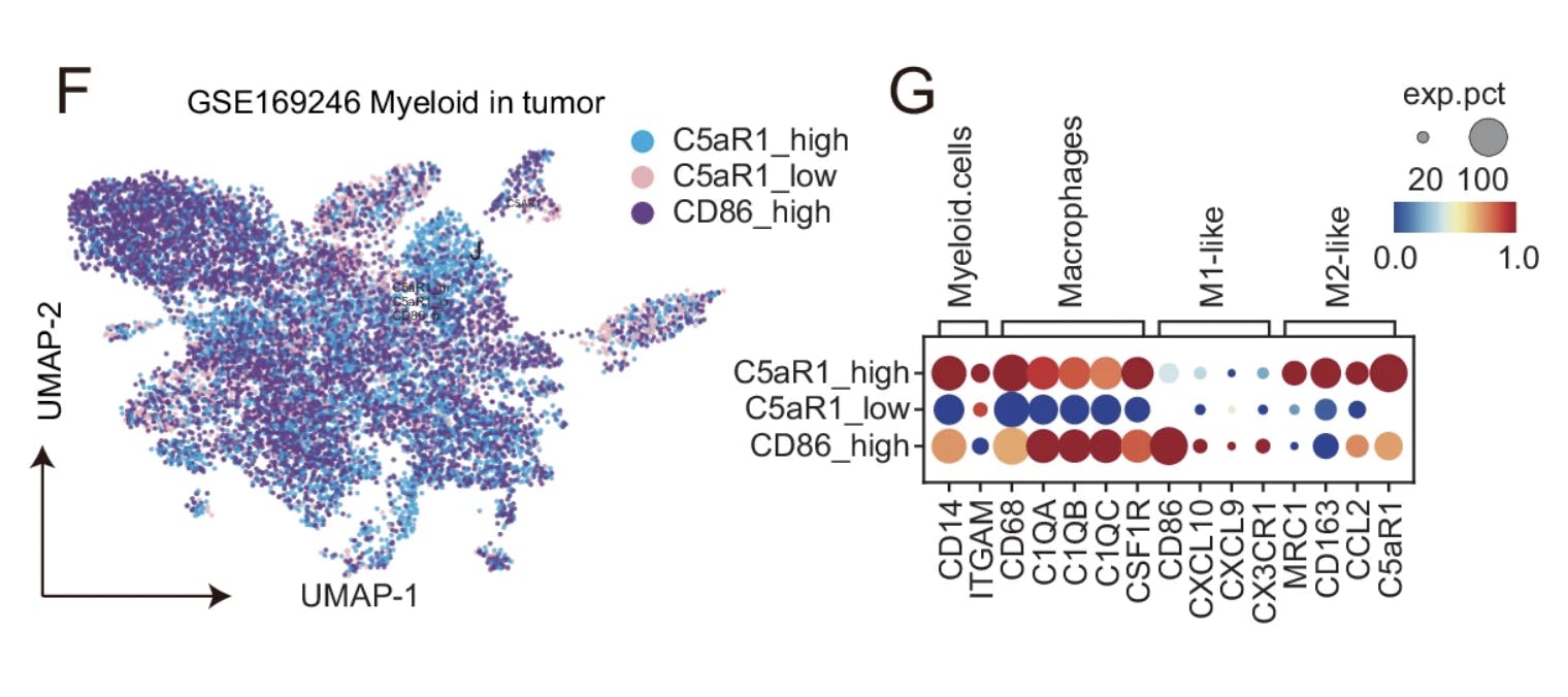 scGPT-enabled identification of cell types