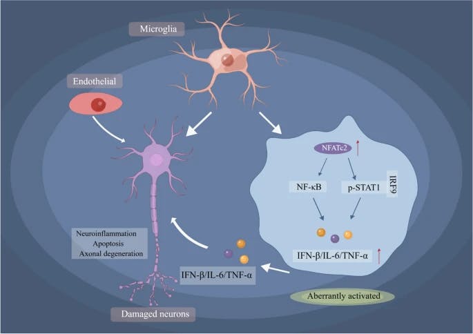 Proposed IFN-I signaling pathway