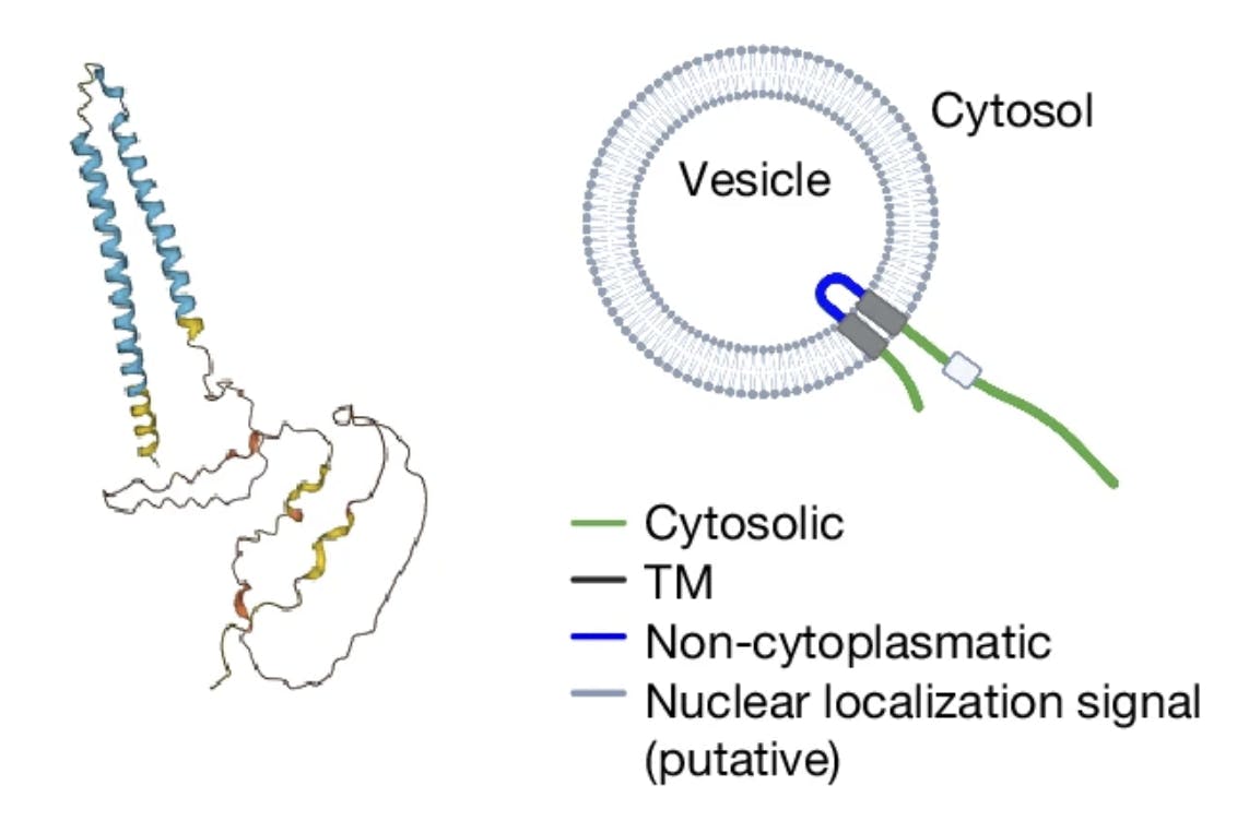 AlphaFold-predicted structure of MYCT1 protein