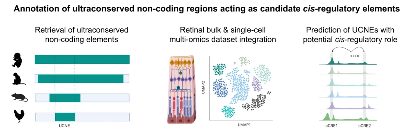 Overview of workflow for identifying ultraconserved non-coding elements (UCNEs)