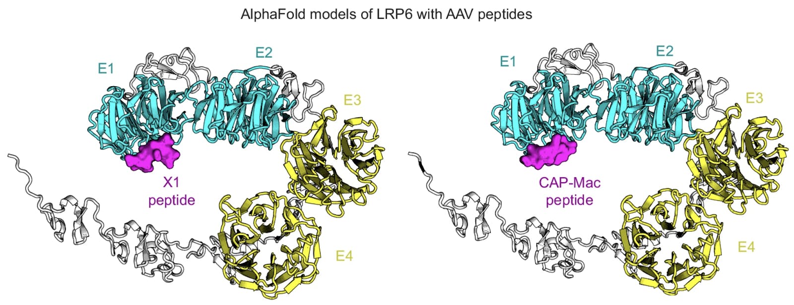 AlphaFold-predicted interaction of human LRP6 protein domains