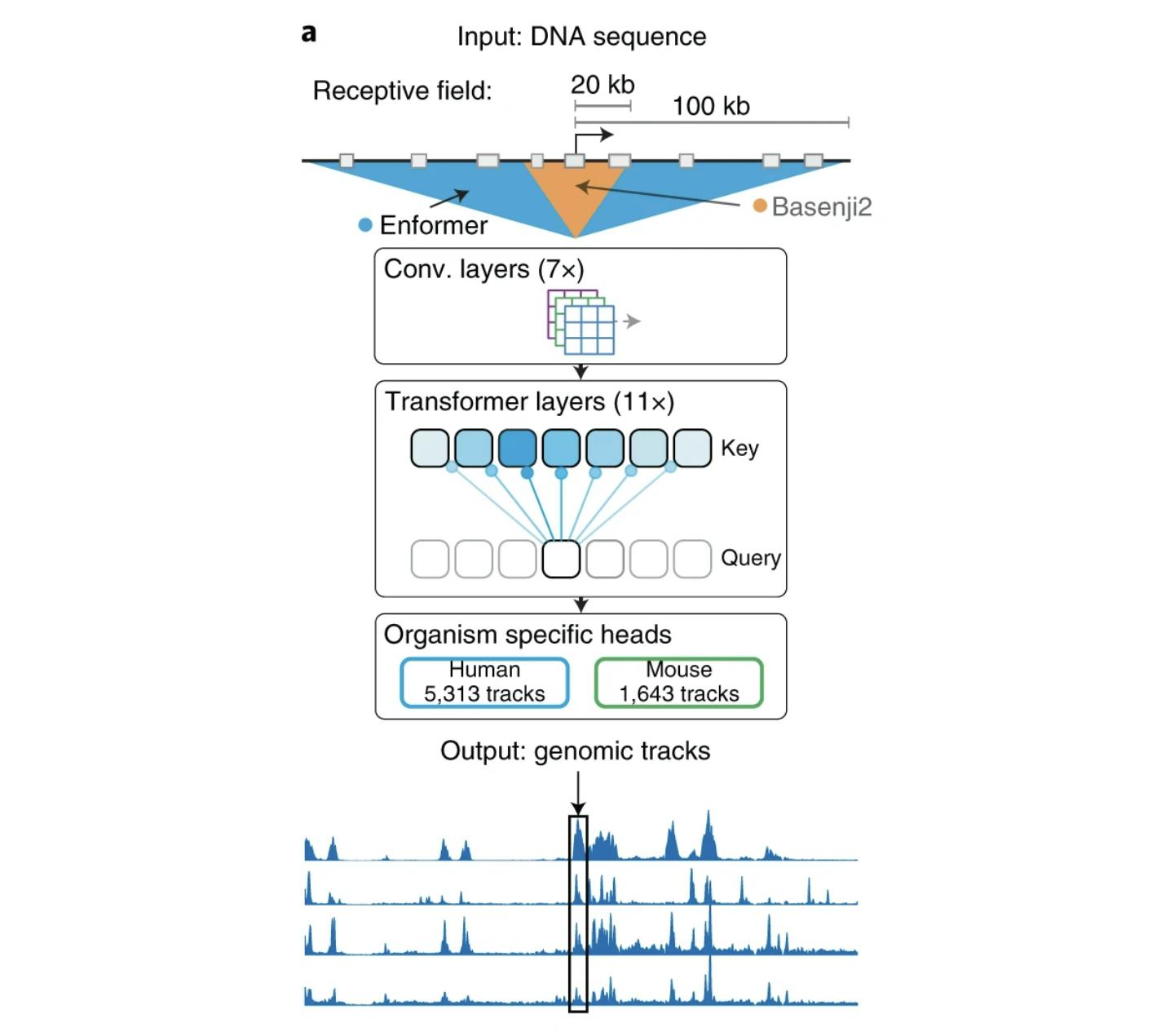Architecture of Enformer variant calling