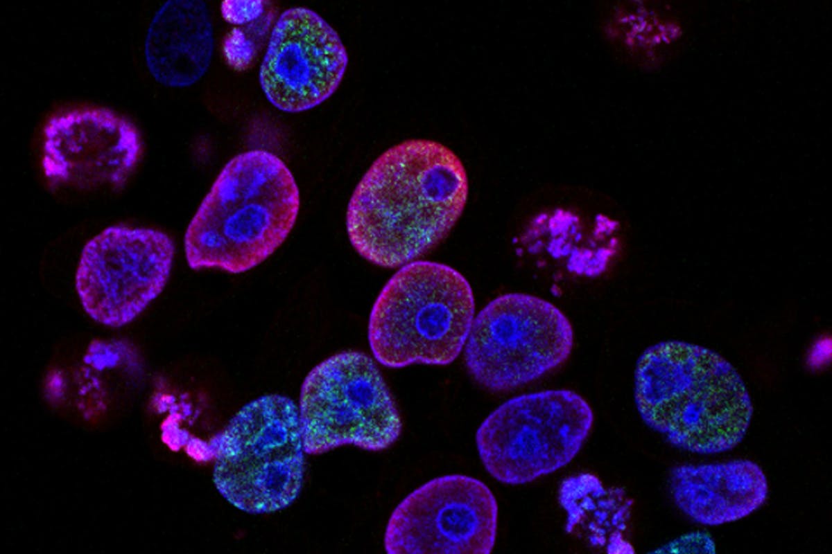 Cell Labeling Graph
