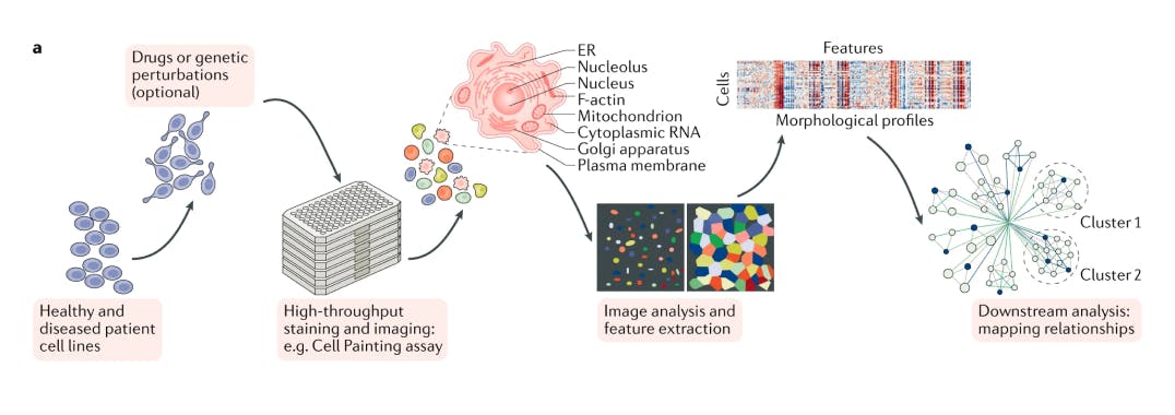 Cell Painting Process