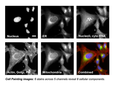 Cell Painting Images