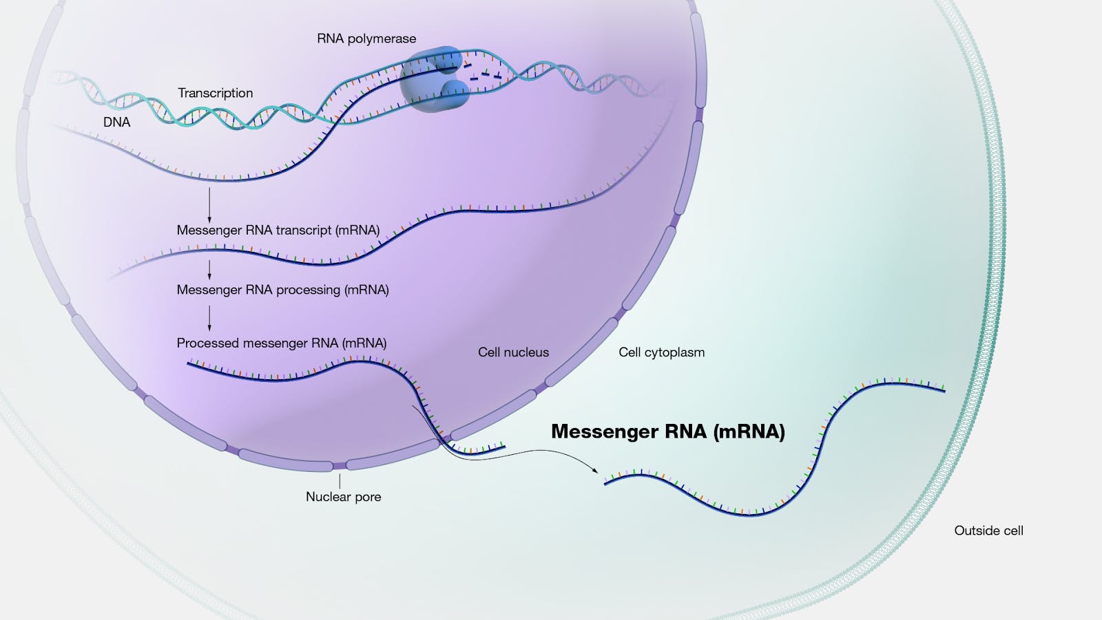 How mRNA is produced in a eukaryotic cell.