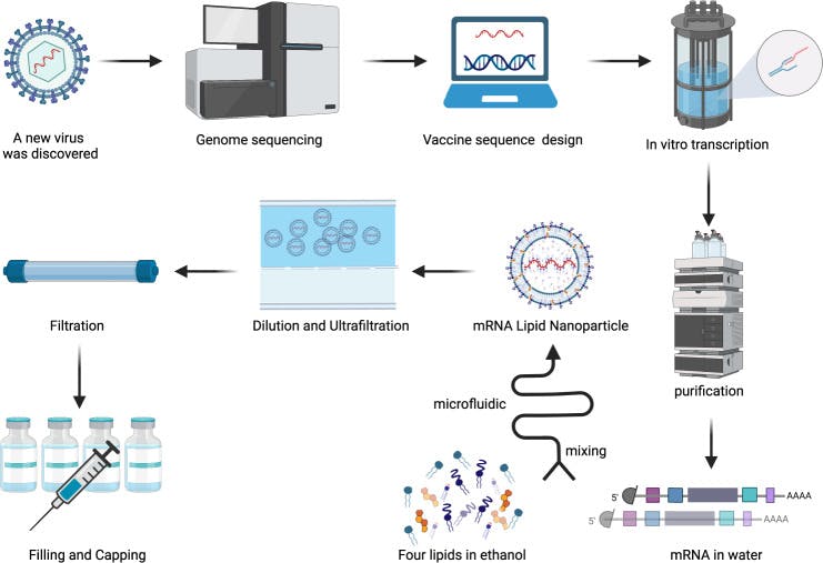 How mRNA vaccines are produced at scale.
