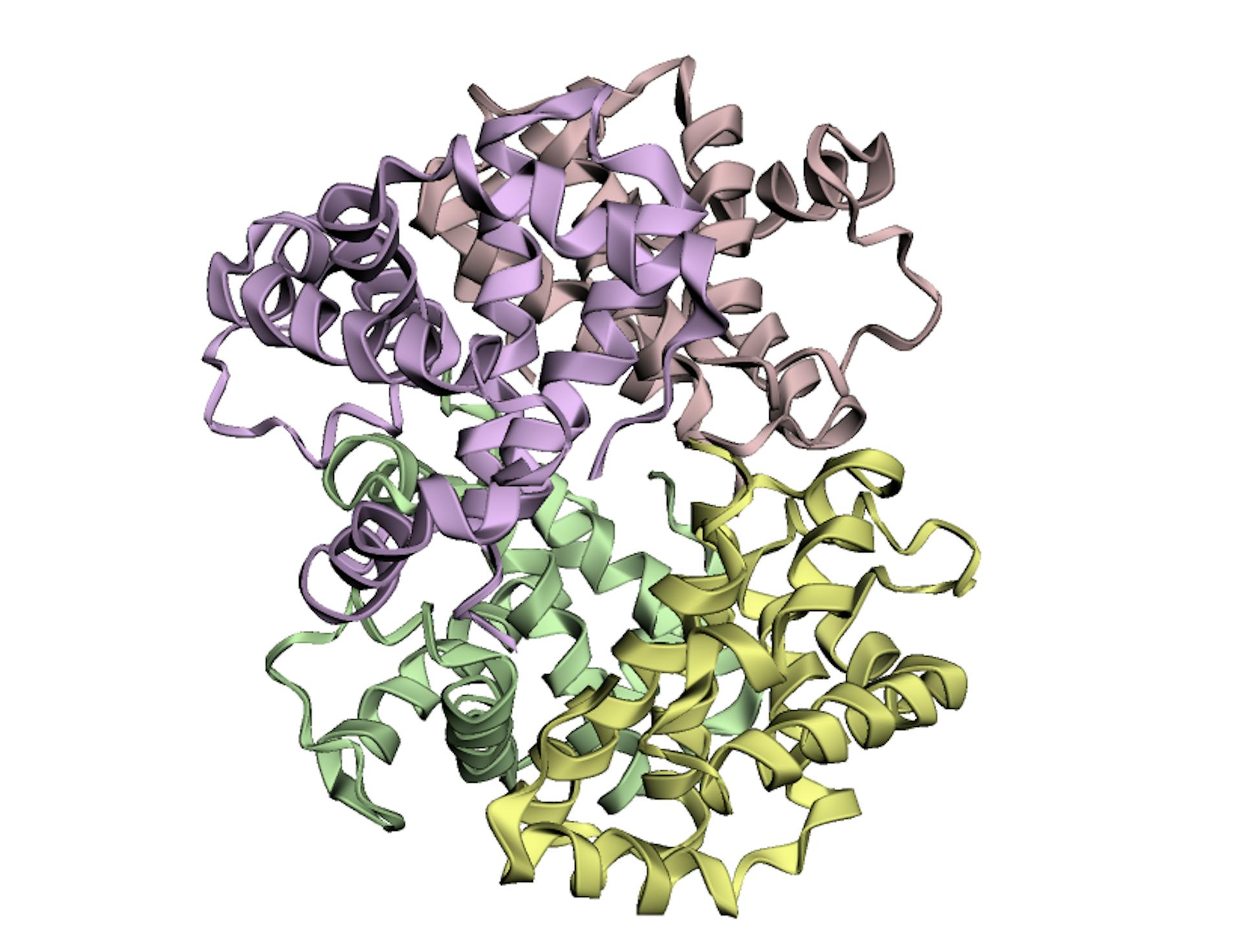 3D structure of hemoglobin complex as predicted by AlphaFold2.