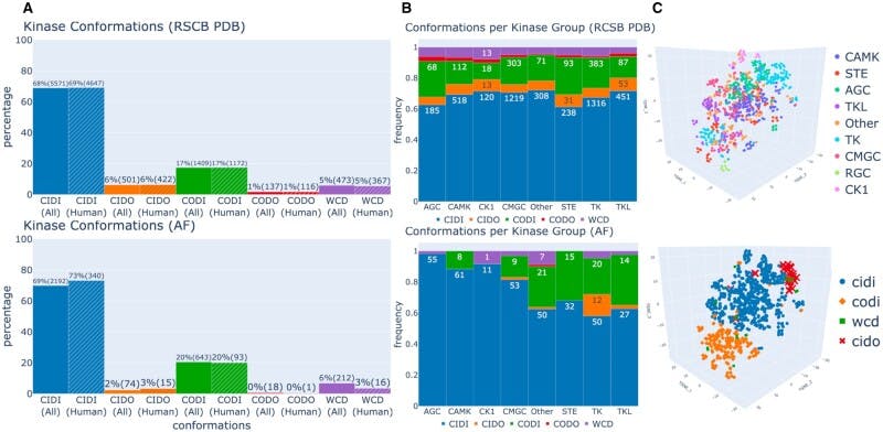 The diversity of protein kinase conformations, compared between the RCSB PDB database (top) and AlphaFold database (bottom)