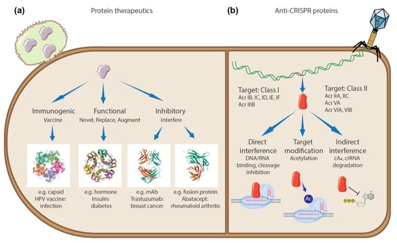Comparison of how protein therapeutics (i.e. biologics) and anti-CRISPR proteins act on their targets.