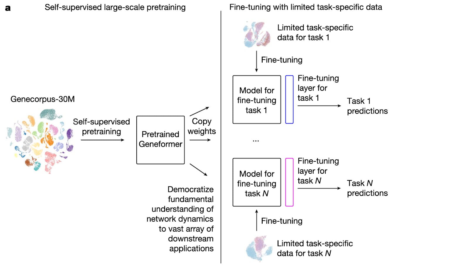 Fig. 1 | Geneformer architecture and transfer learning strategy.