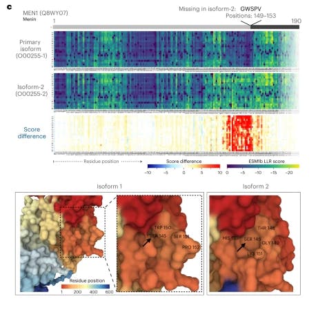 ESM1b predicted effects of different SNP variant impacts on protein function.