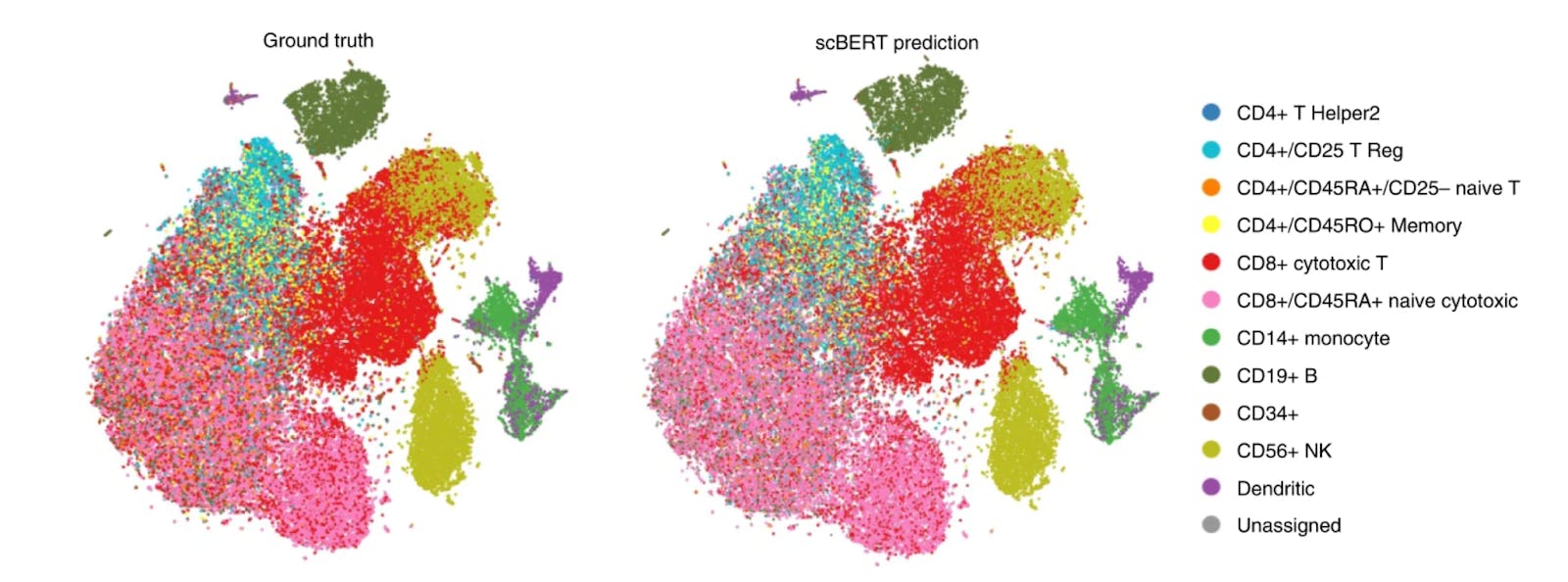 Cell types annotated by experts (left) compared to scBERT predictions (right), demonstrate remarkable similarity.