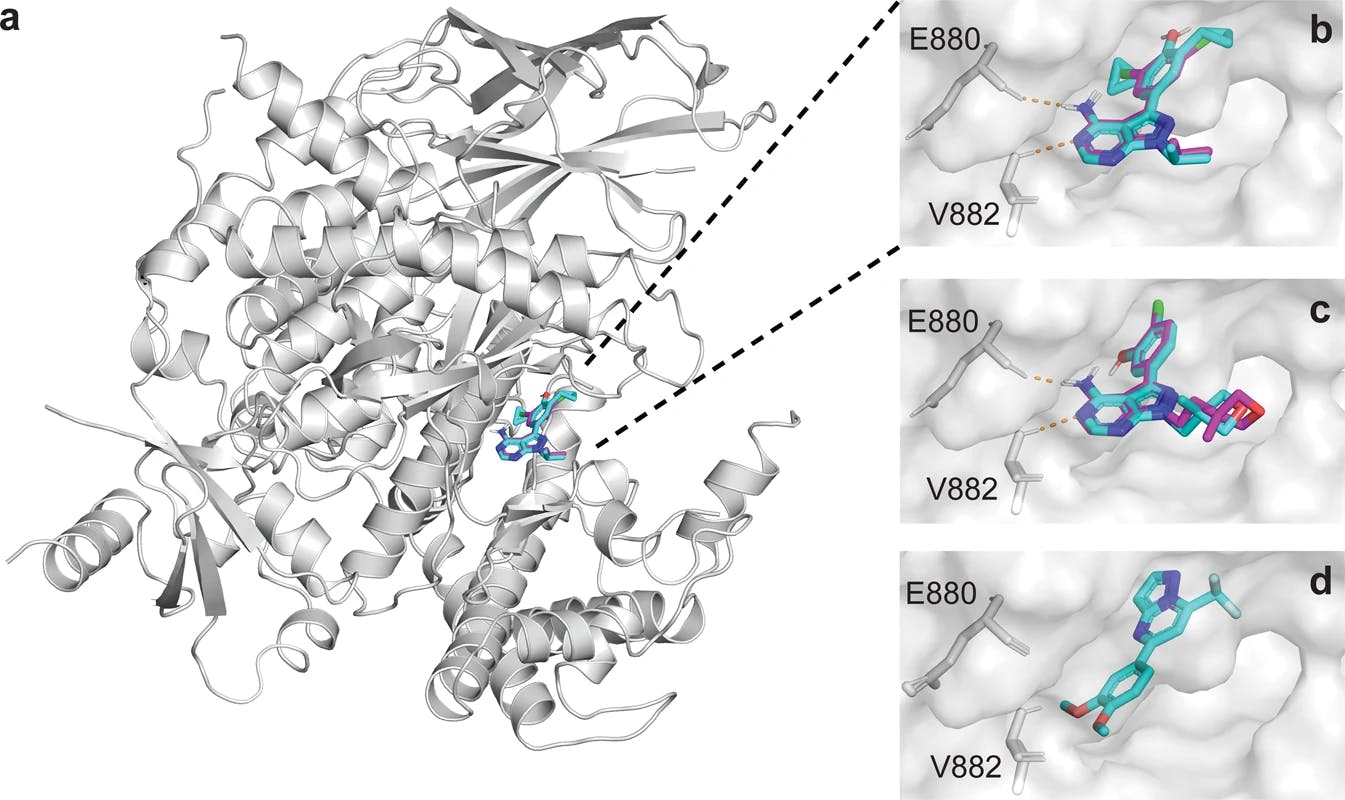 Docking positions of novel PI3Kγ inhibitors identified by a CLM.