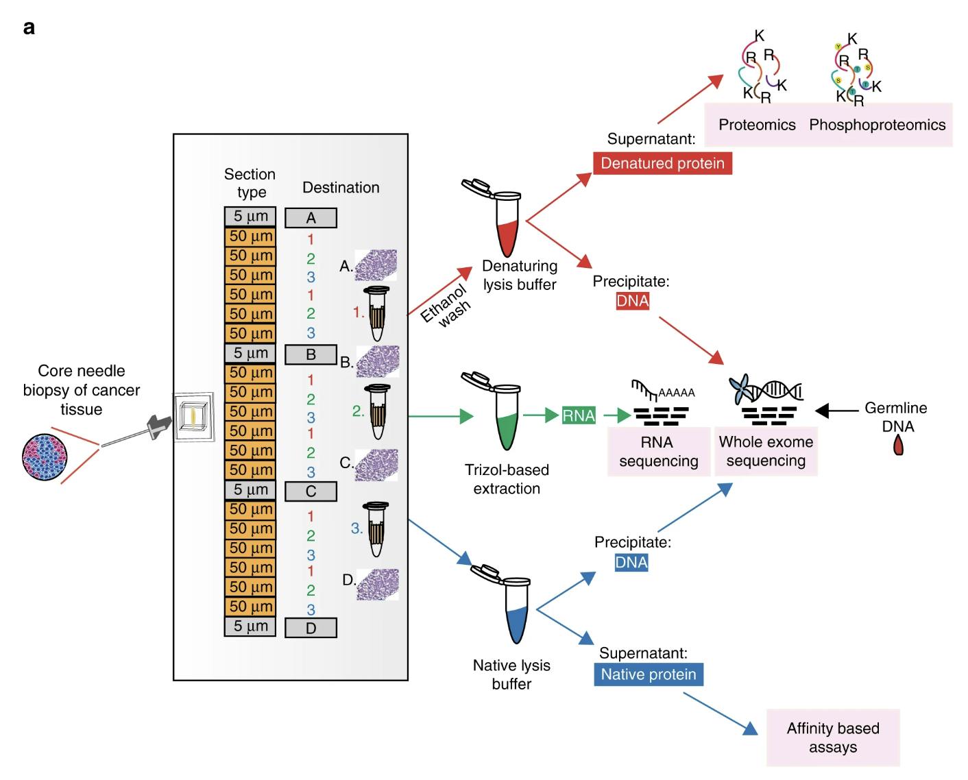 BioTEXT protocol from Satpathy et al.