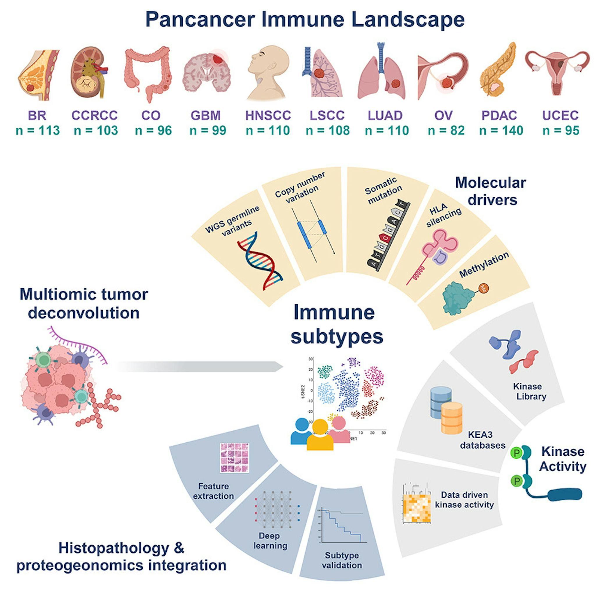 Graphical abstract of Petralia et al