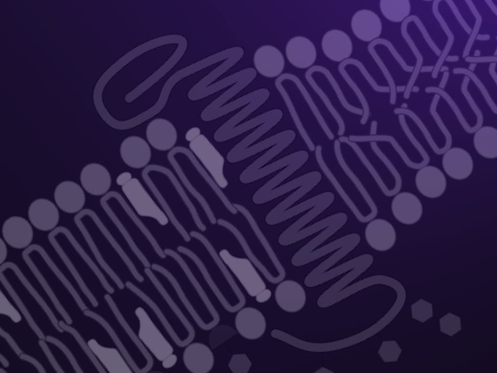 Lipid Rafts Feature Image