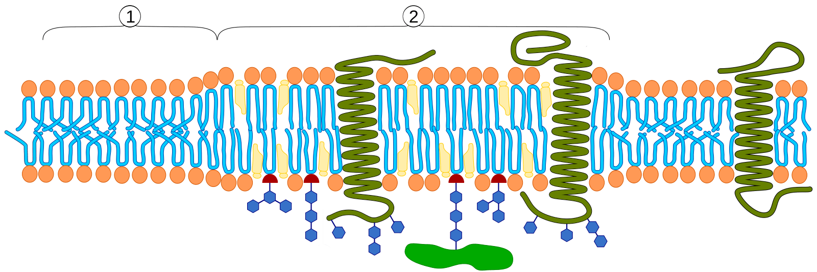 Non-raft cell membrane next to a Lipid raft